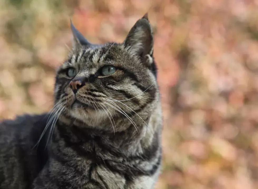 探寻猫的起源与演变，追溯猫咪最早的栖息之地