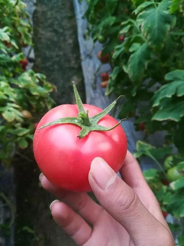 磷酸二氢钾的起源、应用与重要性，历史回顾与现代应用解析
