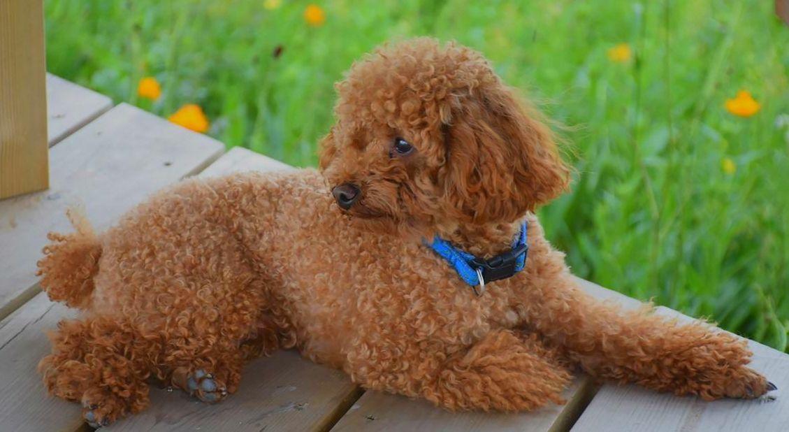 泰迪犬命名之旅，探寻泰迪名字的起源与历史探索之旅