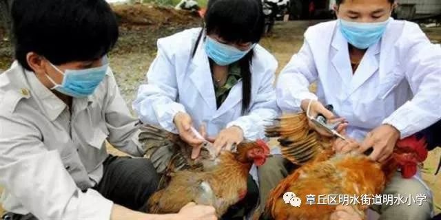 禽流感流感疫情最早的历史回顾与防控策略探讨