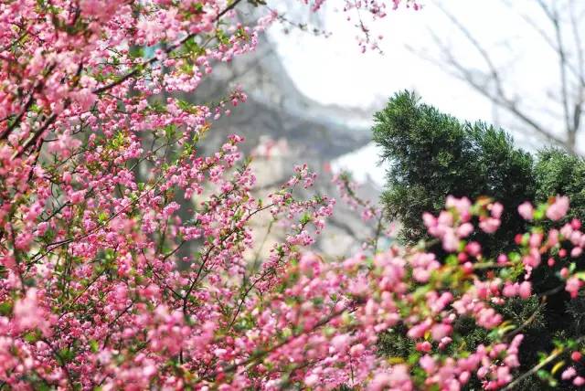 探索花瓣的源头，自然与文化交织的最初之旅