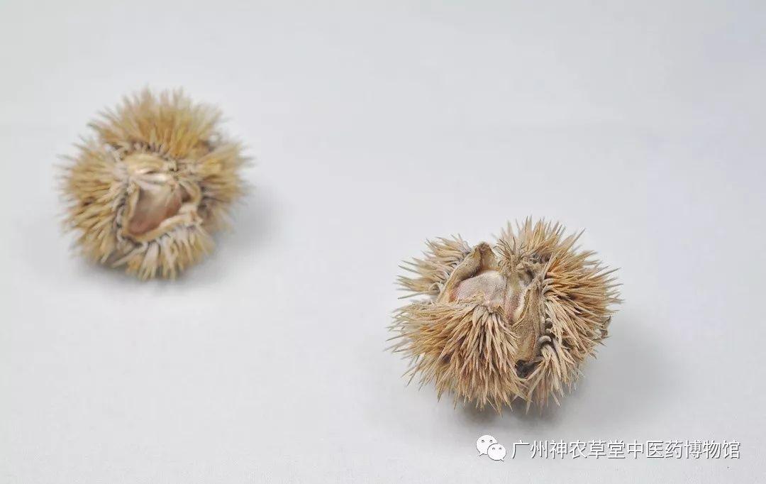 中国台风历史记录与早期预警系统的发展，追溯最早台风消息的路径与演变