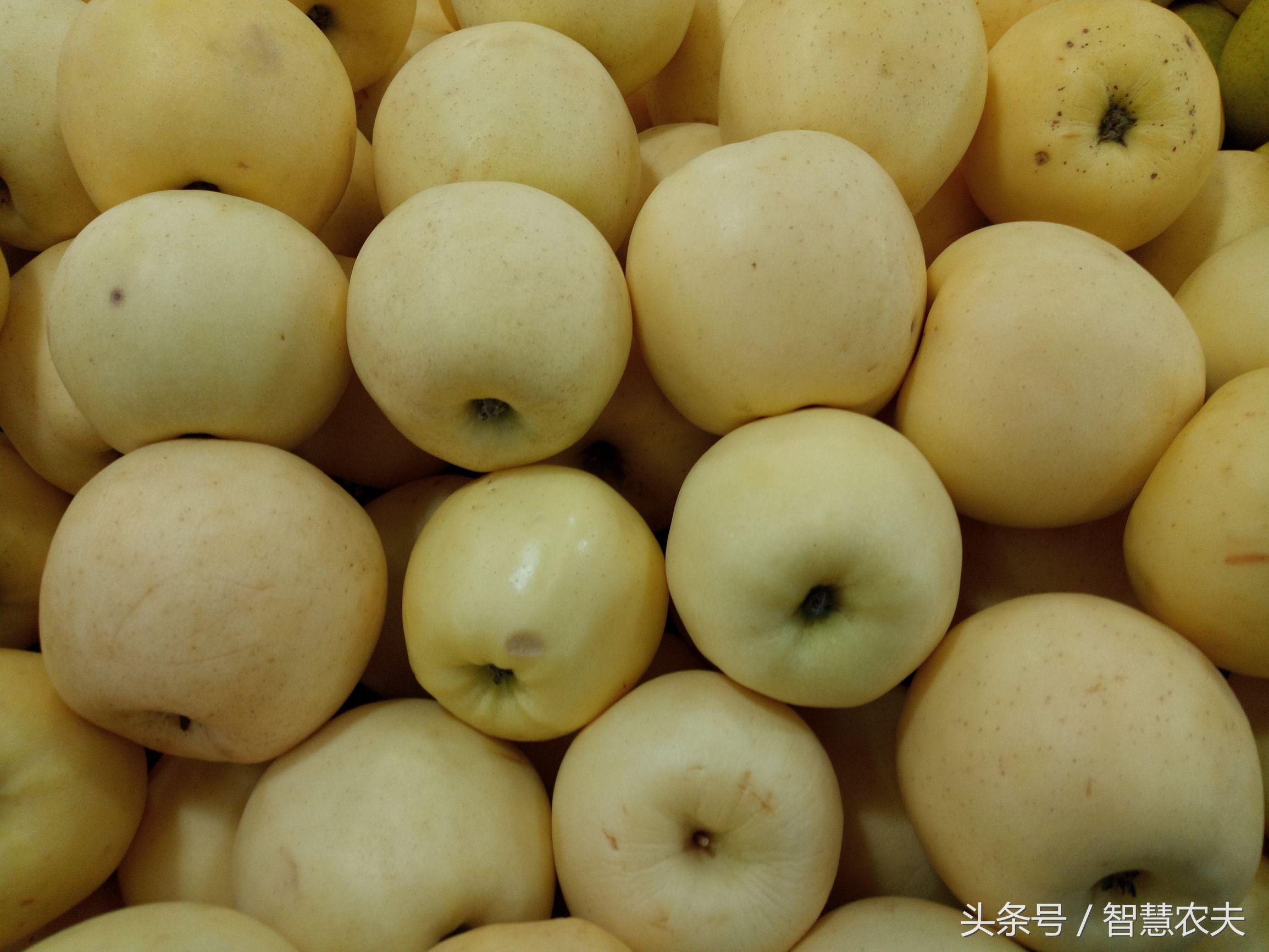 探寻苹果产业的起源与发展，苹果最早出了多少？