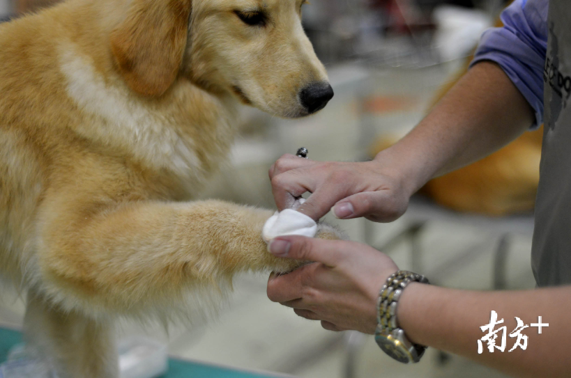 关于养犬行为最早规定的深度探讨