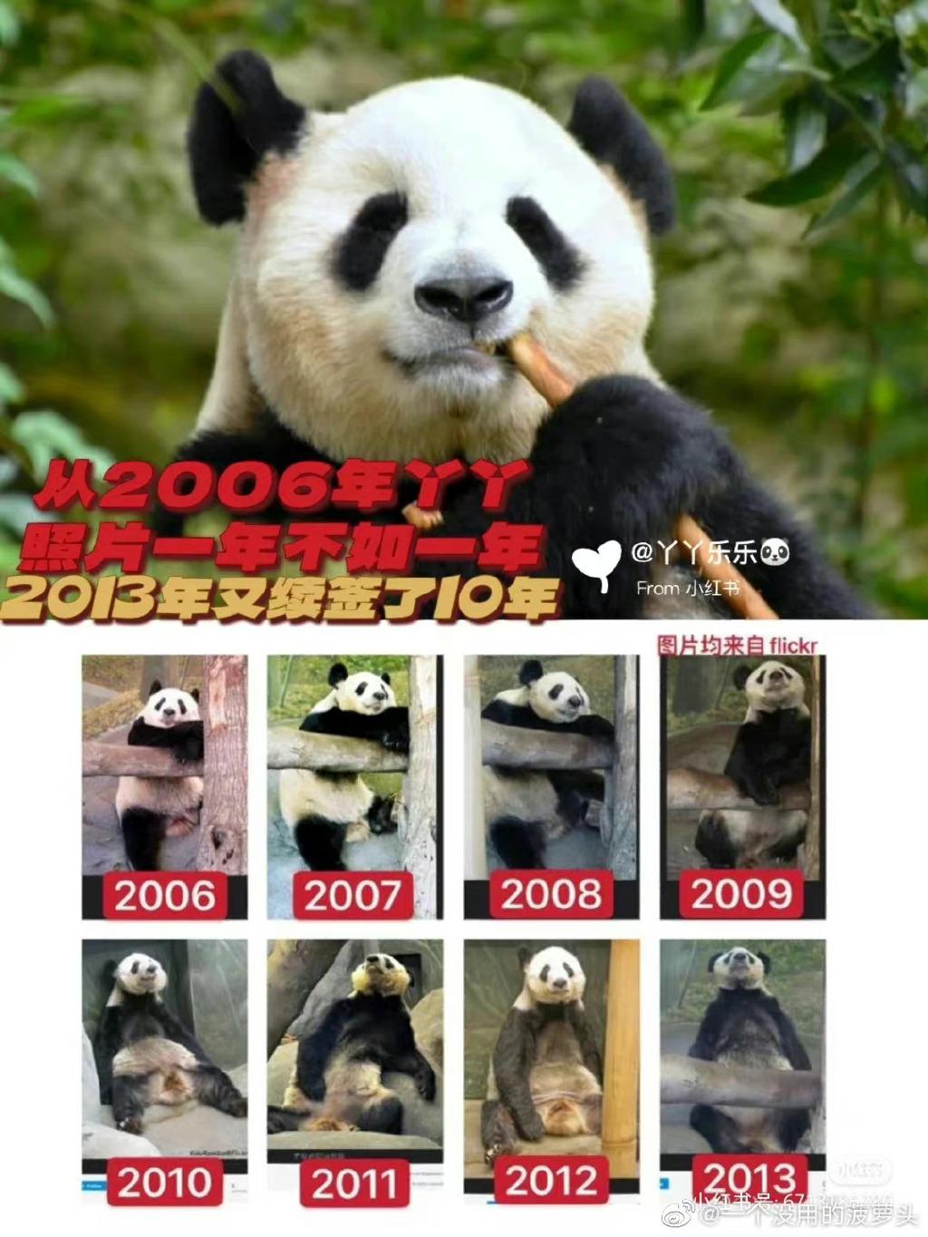 YY大熊猫的起源与早期历史探究
