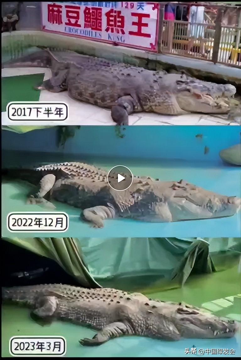 揭秘湾鳄小河神秘生物的生活轨迹首探动态