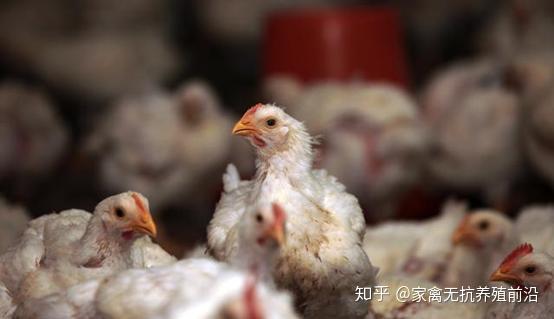 鸡球虫最早药物研究及其深远影响