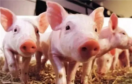 省生猪价格的首批报道及其影响分析