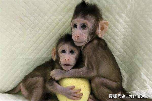 揭秘克隆猴的起源，生命科学领域的新里程碑报道