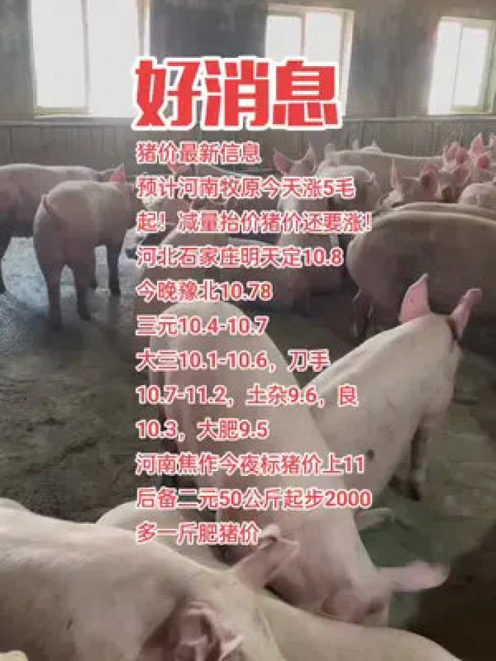 毕节今日猪价行情分析与早期动态报告