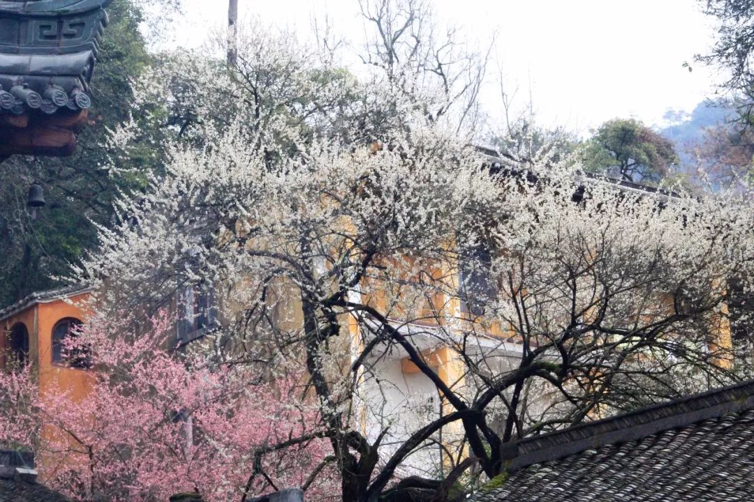 国清寺隋梅，探寻古老梅树的历史与传奇
