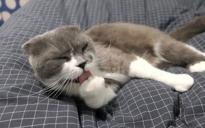 猫咪视频最早版破解探索之旅，揭秘猫咪视频的起源与秘密