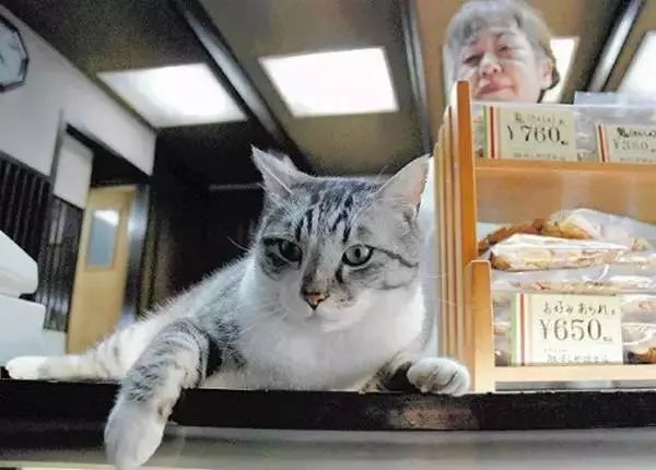 最早版猫咪云播，开启云养猫新时代
