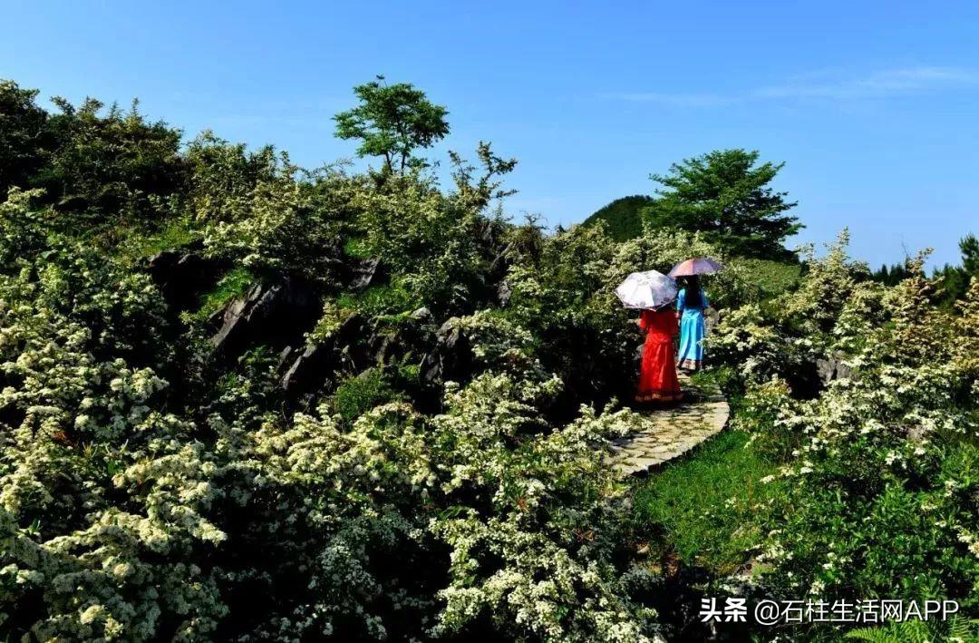 仙林最早地图揭秘，探寻历史神秘面纱下的真相