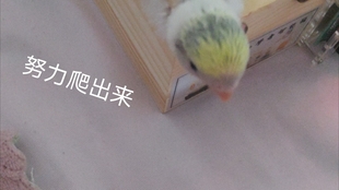 金晨