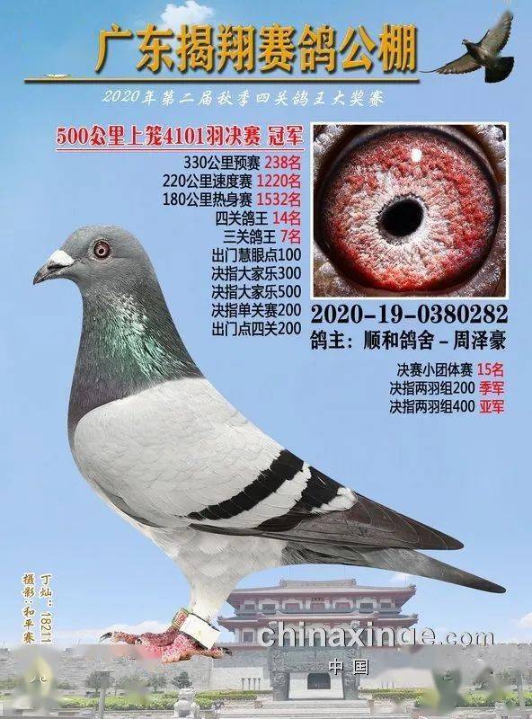 二手鸽钟的起源与演变探索